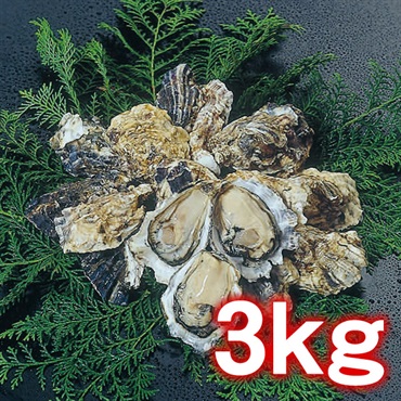 【12/14頃～12/28出荷予定分】小長井牡蠣　3kg（生食用）　※【お届け日指定：12/29(月)まで】＜諫早湾漁協＞ 