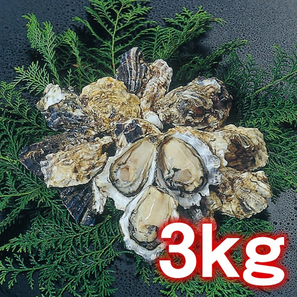 【12/14頃～12/28出荷予定分】小長井牡蠣　3kg（生食用）　※【お届け日指定：12/29(月)まで】＜諫早湾漁協＞ 