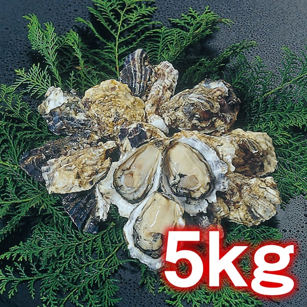 【12/14頃～12/28出荷予定分】小長井牡蠣　5kg（生食用）　※【お届け日指定：12/29(月)まで】＜諫早湾漁協＞ 