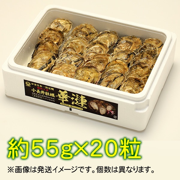 【送料無料】小長井牡蠣　華漣（かれん）（約55g）×20粒【かき日本一決定戦　初代王者】※【ご注文：4/20(月)まで、お届け日指定：5/2(土)まで】