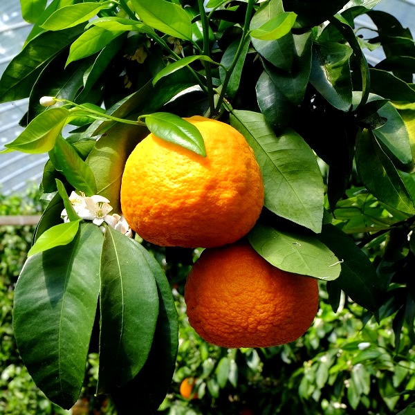 ★予約・限定50セット★なつみ 約5kg【木成完熟】５月上旬出荷・完全手選別＜原口果樹園＞