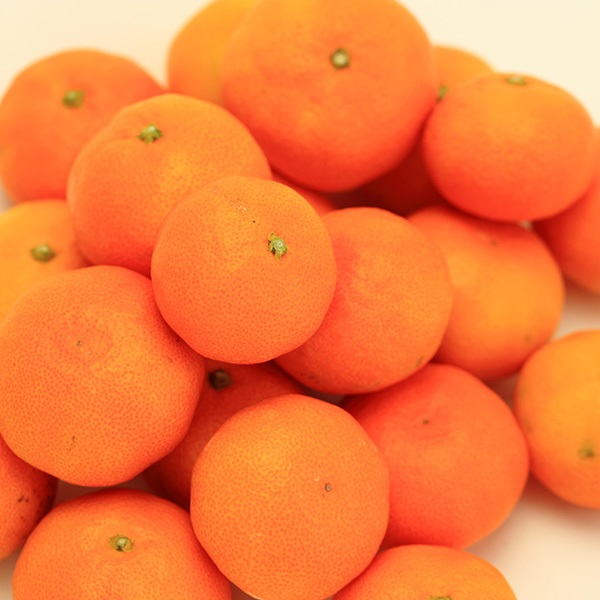 ★予約・200箱限定★【12月上旬以降出荷/原口果樹園】原口早生みかん　5kg　段ボール箱入